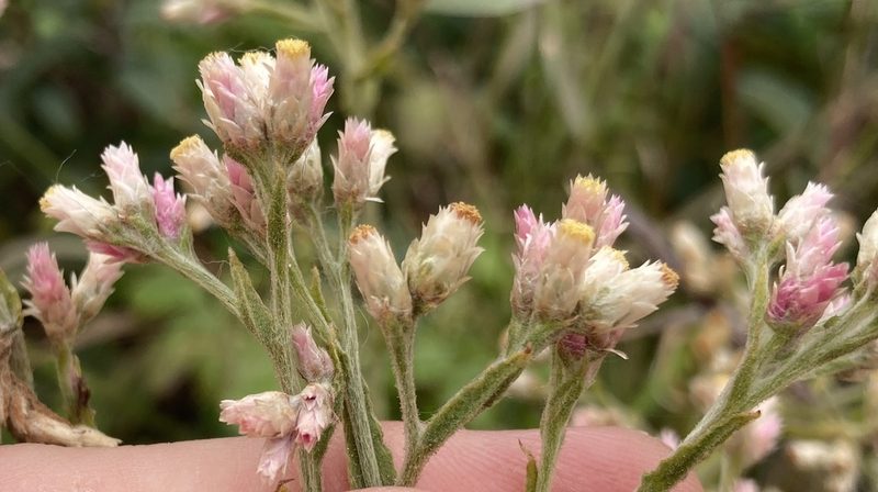 Pseudognaphalium ramosissimum, photographed by Adam J. Searcy
