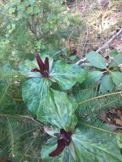 Trillium kurabayashii, photographed by Drew Meyer