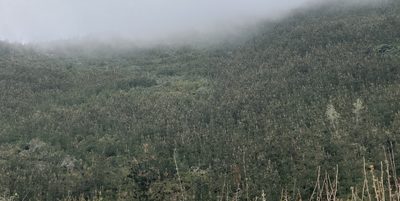 Pinus muricata, photographed by Adam J. Searcy