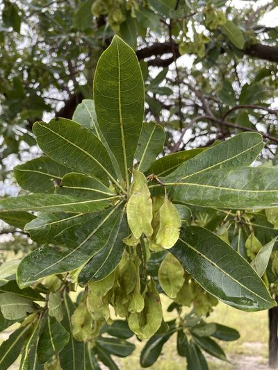Terminalia brachystemma, photographed by Robert Taylor