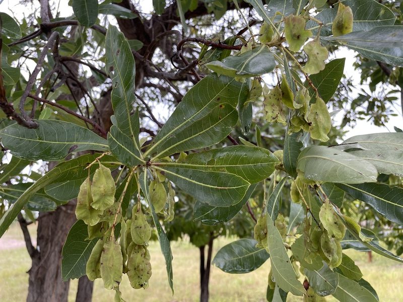 Terminalia brachystemma, photographed by Robert Taylor