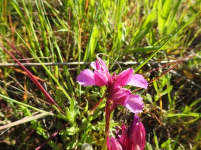 Anacamptis papilionacea, photographed by Duarte Frade