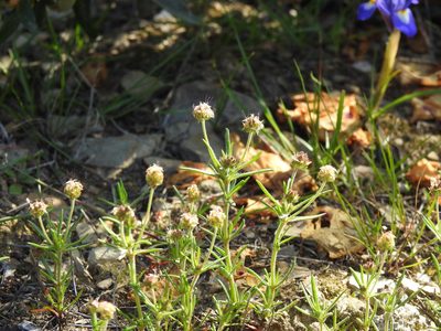 Plantago afra, photographed by Duarte Frade
