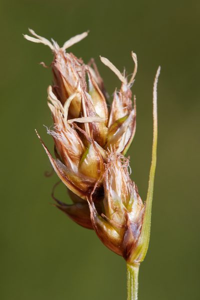 Carex tumulicola, photographed by Ken-ichi Ueda