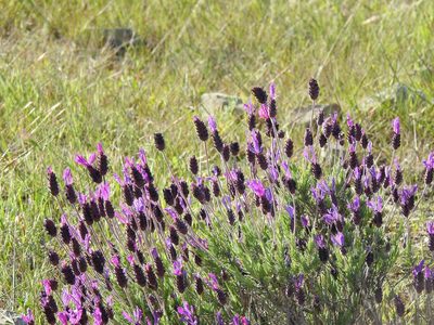 Lavandula pedunculata, photographed by Duarte Frade
