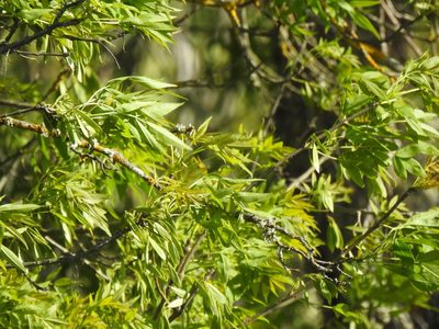 Fraxinus angustifolia, photographed by Duarte Frade
