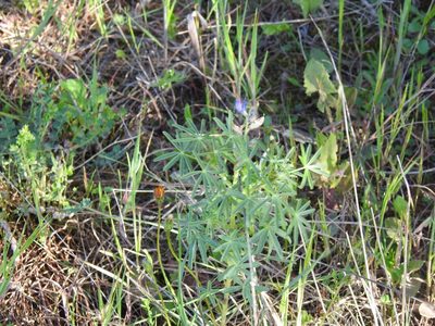 Lupinus angustifolius, photographed by Duarte Frade