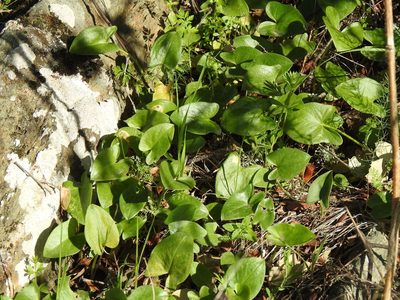 Arisarum simorrhinum, photographed by Duarte Frade
