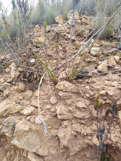 Bobartia gladiata, photographed by James Rodger