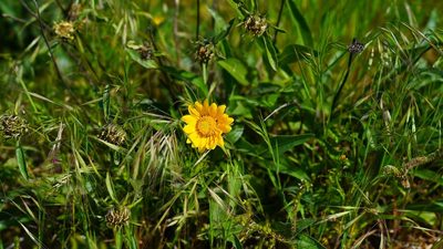 Helianthella castanea, photographed by Michael Warner