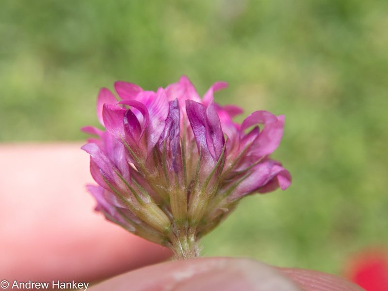 Trifolium africanum, photographed by Andrew Hankey