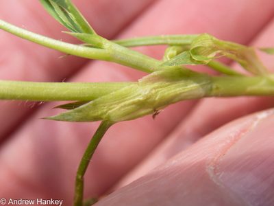 Trifolium africanum, photographed by Andrew Hankey