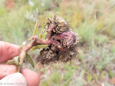 Campuloclinium macrocephalum, photographed by Andrew Hankey