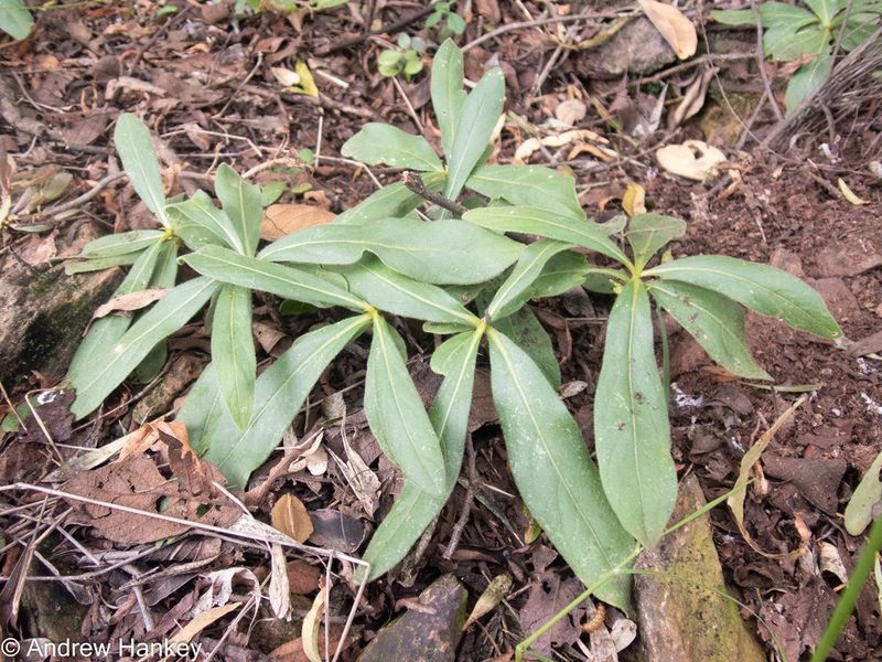 Bridsonia chamaedendrum, photographed by Andrew Hankey