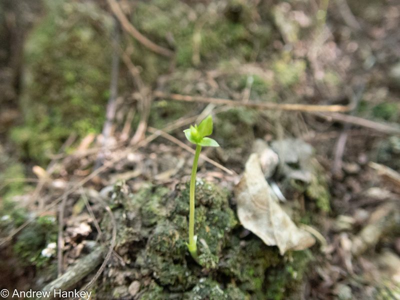 Sebaea junodii, photographed by Andrew Hankey