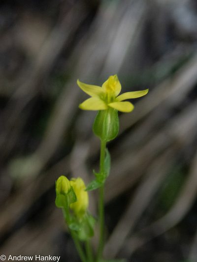 Sebaea junodii, photographed by Andrew Hankey