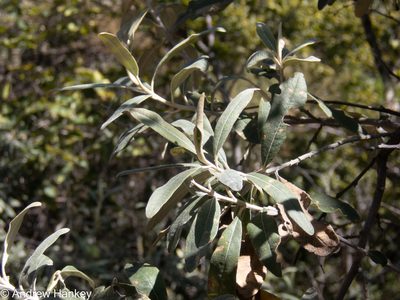 Tarchonanthus camphoratus, photographed by Andrew Hankey
