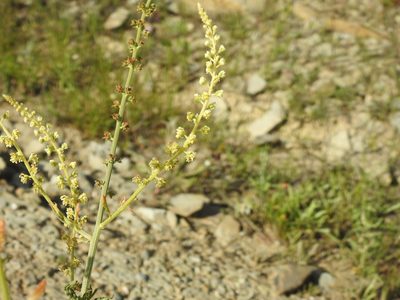 Reseda luteola, photographed by Duarte Frade