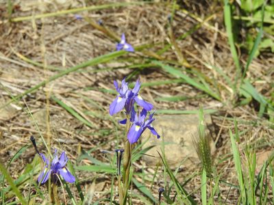 Moraea sisyrinchium, photographed by Duarte Frade