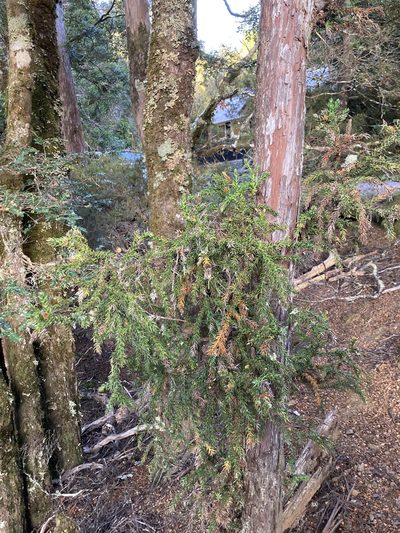 Athrotaxis selaginoides, photographed by krumpianking