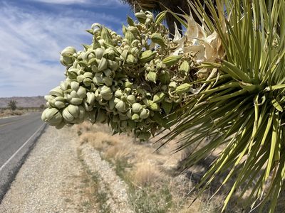 Yucca brevifolia, photographed by laiet17