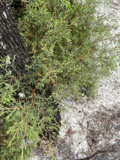 Homoranthus virgatus, photographed by tallarook