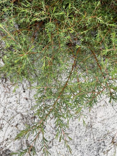 Homoranthus virgatus, photographed by tallarook