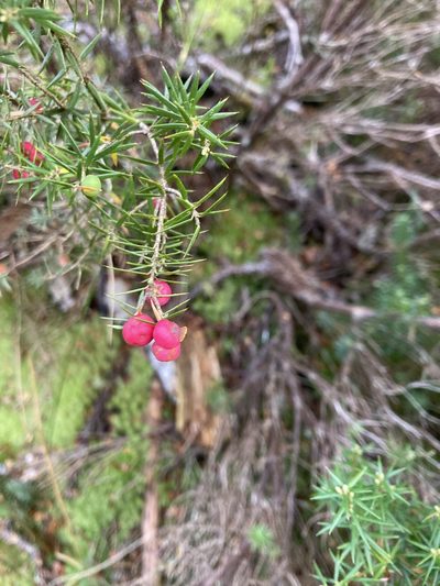 Leptecophylla pogonocalyx, photographed by krumpianking