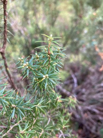 Leptecophylla pogonocalyx, photographed by krumpianking