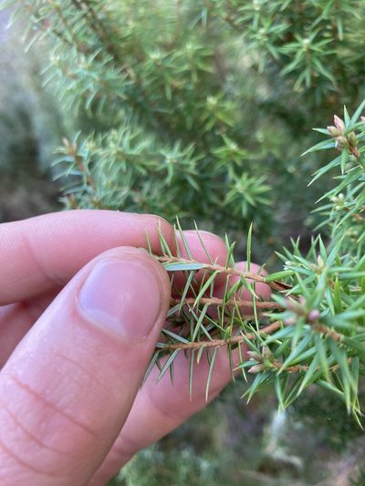 Leptecophylla pogonocalyx, photographed by krumpianking