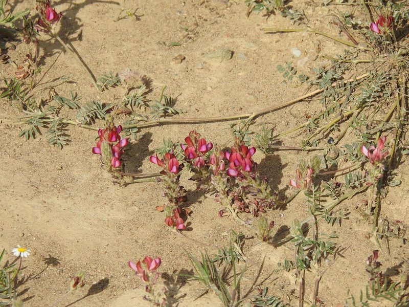 Onobrychis humilis, photographed by Duarte Frade