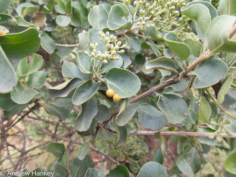 Nuxia congesta, photographed by Andrew Hankey