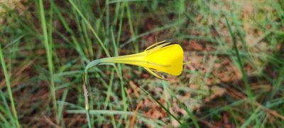 Narcissus bulbocodium, photographed by Jose Castro
