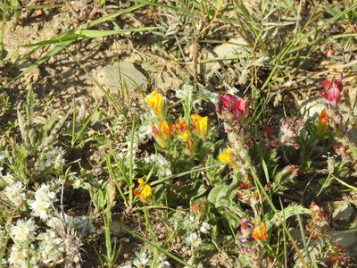 Anthyllis lotoides, photographed by Duarte Frade