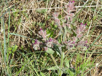 Anchusa undulata, photographed by Duarte Frade