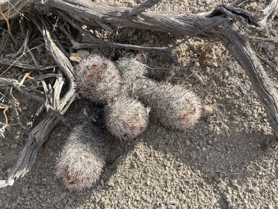 Pelecyphora alversonii, photographed by laiet17