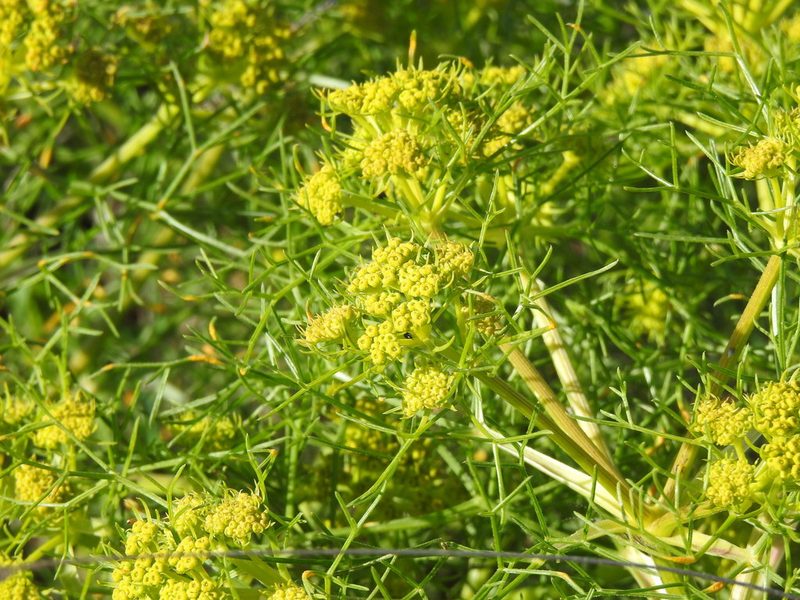 Cachrys sicula, photographed by Duarte Frade