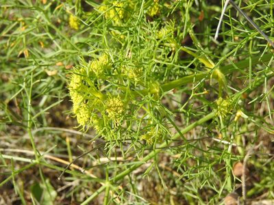 Cachrys sicula, photographed by Duarte Frade