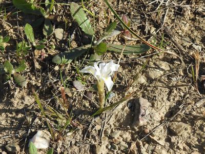 Moraea sisyrinchium, photographed by Duarte Frade