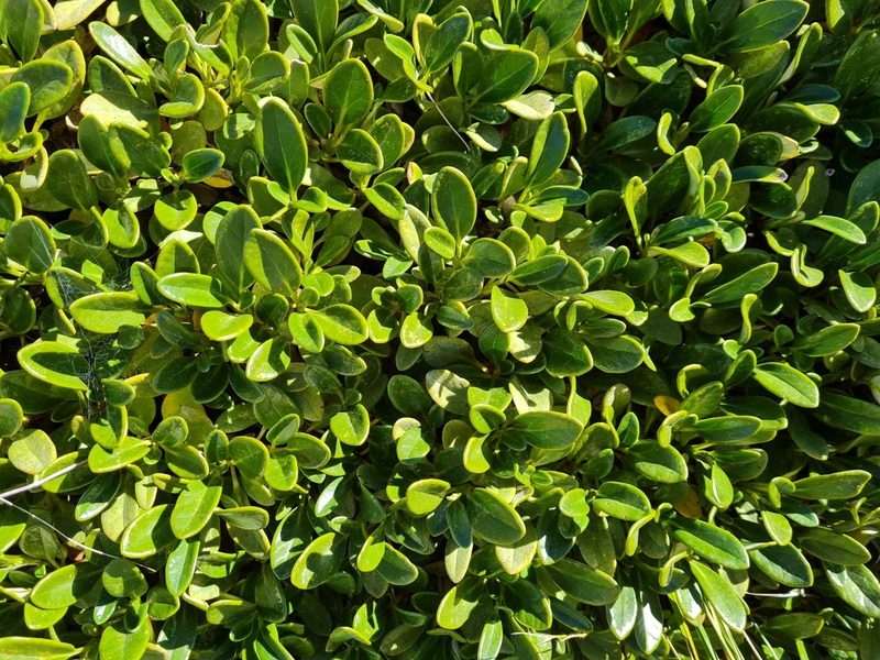 Brachyglottis adamsii, photographed by gnapp