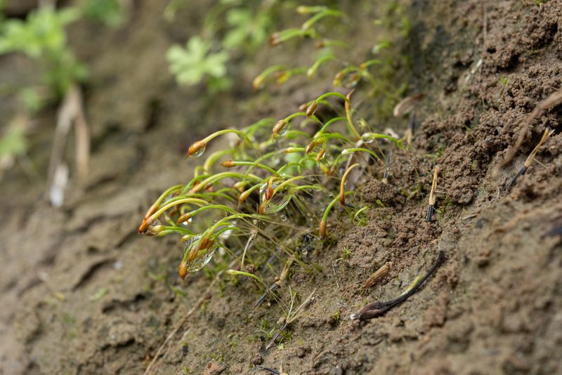 Trematodon longicollis, photographed by 國立臺灣博物館
