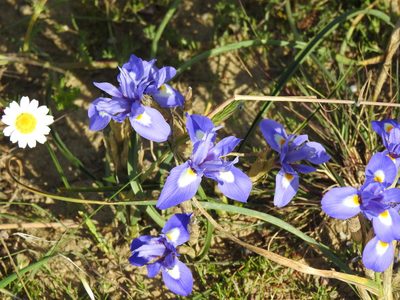 Moraea sisyrinchium, photographed by Duarte Frade