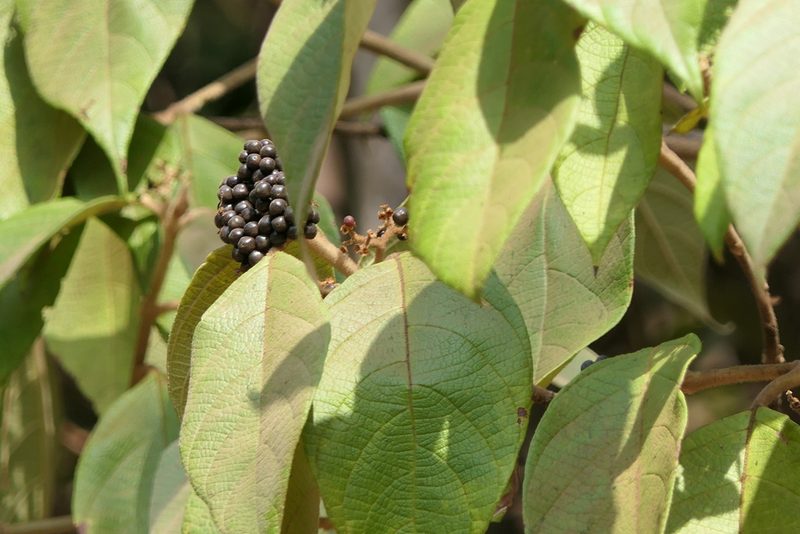 Callicarpa tomentosa, photographed by Dinesh Valke
