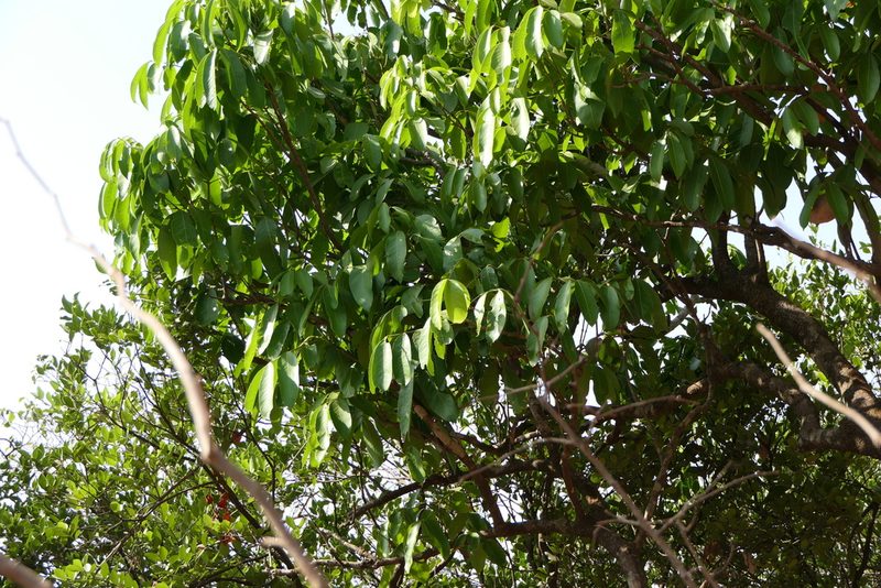 Lepisanthes tetraphylla, photographed by Dinesh Valke