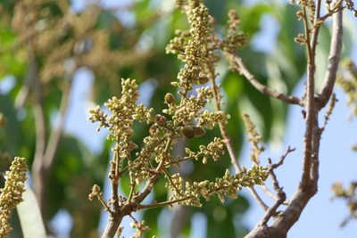 Lepisanthes tetraphylla, photographed by Dinesh Valke