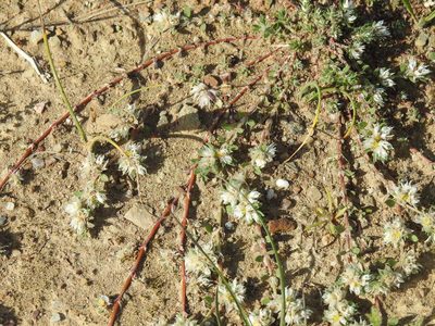 Paronychia argentea, photographed by Duarte Frade