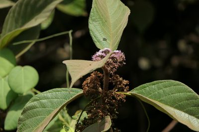 Callicarpa tomentosa, photographed by Dinesh Valke