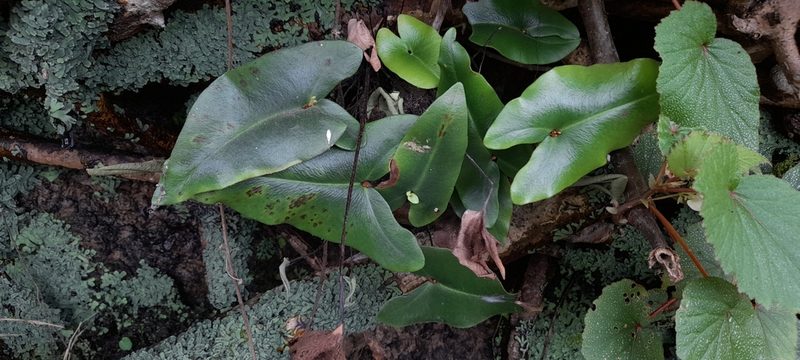 Parahemionitis arifolia, photographed by P Jeganathan