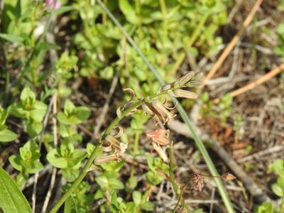 Dipcadi serotinum, photographed by Duarte Frade