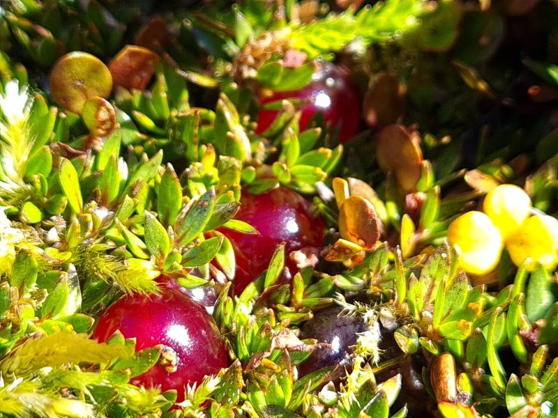 Coprosma atropurpurea, photographed by gnapp